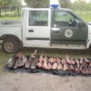 DECOMISO DE SABALOS, ARMADOS Y SECUESTRO PREVENTIVO DE 16 ANIMALES PORCINOS