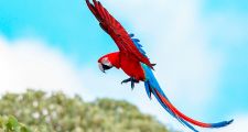 Vuelan en Corrientes guacamayos rojos, una especie extinta hace más de 170 años