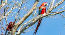 Vuelan en Corrientes guacamayos rojos, una especie extinta hace más de 170 años