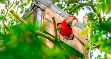Vuelan en Corrientes guacamayos rojos, una especie extinta hace más de 170 años