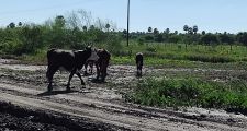 Policiales en el ámbito departamental