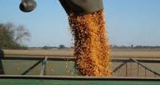 En cinco meses, la agroindustria argentina liquidó divisas como nunca en su historia