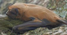 EL MUSEO PROVINCIAL ÁNGEL GALLARDO IDENTIFICÓ UNA NUEVA ESPECIE DE MURCIÉLAGO EN ARGENTINA