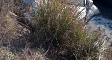 Despiste de vehículo sobre ruta 11.