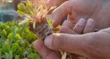 La ciudad de Vera tuvo su tercer Ecocanje, con el foco puesto en las huertas urbanas y la separación de residuos