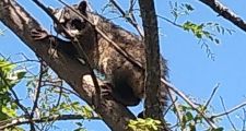 Se pusieron a resguardo varios animales silvestres