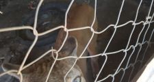 CALCHAQUÍ: SECUESTRO DE UN PUMA EN CAUTIVERIO.