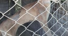 CALCHAQUÍ: SECUESTRO DE UN PUMA EN CAUTIVERIO.