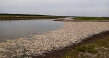 GRAN CANTIDAD DE PECES APARECIERON MUERTOS EN DISTINTAS ZONAS DEL ARROYO CALCHAQUÍ.