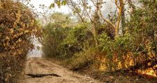 CORRIENTES: se quemaron 785.238 hectáreas, un 9% del territorio provincial