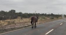 PROCEDIMIENTOS DE LA DIRECCION GENERAL DE SEGURIDAD RURAL “LOS PUMAS”  EN EL AMBITO PROVINCIAL.