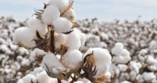 LA PROVINCIA ABRIÓ LA INSCRIPCIÓN AL REGISTRO NACIONAL DE PRODUCTORES ALGODONEROS