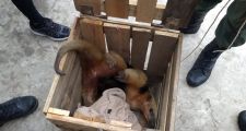 ROMANG: procedieron a la liberación de un Oso Melero