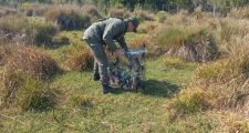 Garabato: Ocultaban 106 aves en el doble fondo de un rodado