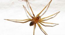 Araña del rincón: cómo reconocerla y qué hacer en caso de picadura