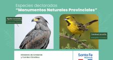 DOS NUEVOS MONUMENTOS NATURALES PROTEGIDOS POR LEY: CARDENAL AMARILLO Y ÁGUILA CORONADA