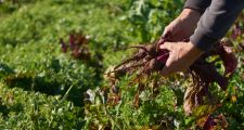 SE LANZA UNA LÍNEA DE ASISTENCIA SIN REINTEGRO PARA PEQUEÑOS PRODUCTORES HORTÍCOLAS