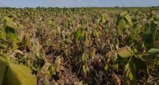 La provincia decretó la emergencia agropecuaria en todo el territorio santafesino.