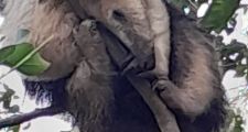 San Justo: se liberó un oso melero.