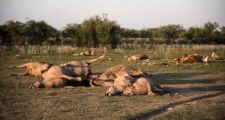 Por la sequía las vacas se mueren de sed en el norte provincial