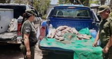 Decomiso de 86 sábalos