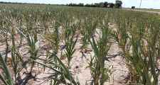 LA NACIÓN FIRMÓ LA HOMOLOGACIÓN DE LA EMERGENCIA AGROPECUARIA PARA SANTA FE
