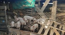 Recomendaciones ante el aumento de casos de triquinosis