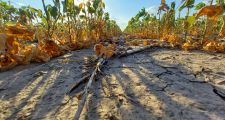 Créditos sin interés destinados a productores agrícolas,