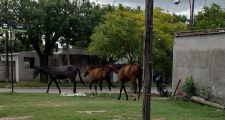 Actas por omisión de custodia animal.