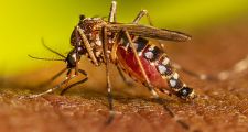 DENGUE: se detectaron 454 casos en la provincia