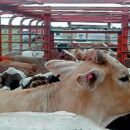 FUERON SECUESTRADOS 75 ANIMALES POR CARECER DE DOCUMENTACIÓN