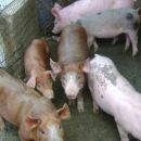 FUERON SECUESTRADOS 75 ANIMALES POR CARECER DE DOCUMENTACIÓN