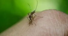 DENGUE: Casos registrados en toda la provincia