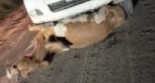 Accidentes  ocasionados por animales sueltos sobre Ruta Nacional Nº98 y Ruta Provincial Nº13