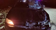 Accidente de tránsito con intervención de un animal vacuno