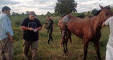 Abandono de un animal equino en grave estado de salud