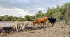 LA PROVINCIA HOMOLOGÓ A NIVEL NACIONAL LA PRÓRROGA DE LA EMERGENCIA AGROPECUARIA POR SEQUÍA EN TODO EL TERRITORIO SANTAFESINO