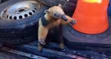Rescate y liberación de un “Oso Melero o Caguaré” por parte de la “Guardia Rural Los Pumas”
