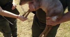 Rescate y liberación de un “Guazuncho” en paraje El Gusano, ciudad de Romang