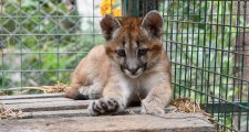 LA PROVINCIA RESCATÓ CINCO PUMAS, UN GUAZUNCHO Y UNA GALLARETA