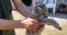 Secuestraron un cachorro de “Puma”.
