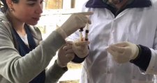 ENSAYO PARA UNA TESIS DOCTORAL SOBRE CÓMO PREVENIR LA TRISTEZA BOVINA