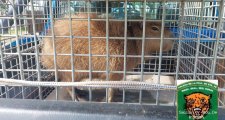 LA DIRECCION GENERAL DE SEGURIDAD RURAL “LOS PUMAS”, CUSTODIA TODO EL AMBITO DE LA PROVINCIA DE SANTA FE.