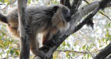 La provincia liberó tres monos carayá, tres coatíes y más de 40 loros en el norte de Santa Fe