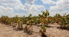 LA PROVINCIA HOMOLOGÓ A NIVEL NACIONAL LA PRÓRROGA DE LA EMERGENCIA AGROPECUARIA POR SEQUÍA EN TODO EL TERRITORIO SANTAFESINO