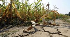 Las lluvias cubrieron toda la zona núcleo, pero fueron insuficientes