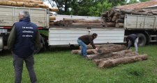 CERES: INCAUTARON UN CARGAMENTO DE 210 ROLLOS DE DESPUNTE DE PALO SANTO