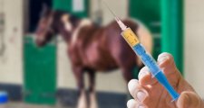 ENCEFALITIS EN EQUINOS
