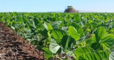 Comenzó la siembra de soja tardía en el centro-norte de Santa Fe