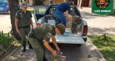 Procedieron al resguardo de animales de la Fauna Silvestre